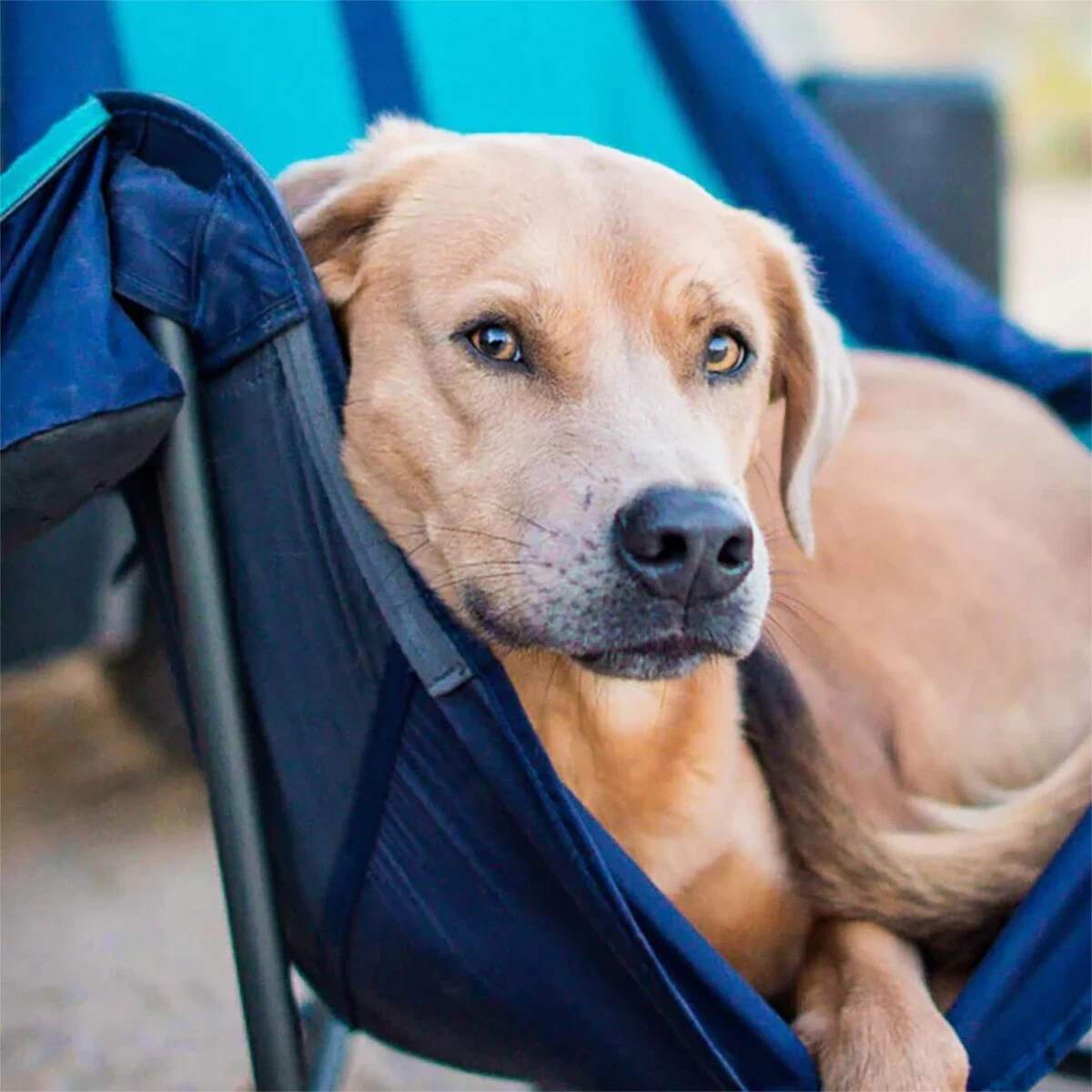 Lounger DL Camp Chair 2 Lounger DL Camp Chair - Image 2